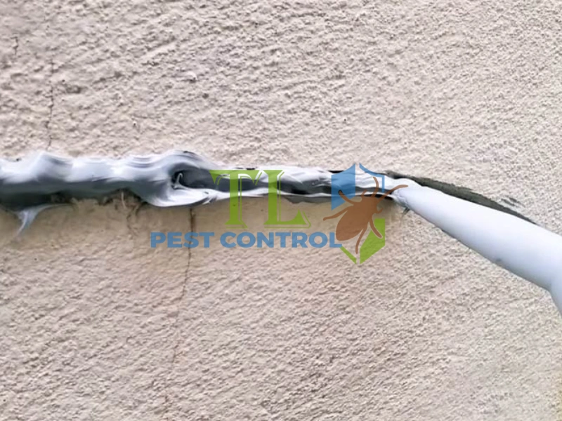 cách diệt kiến làm tổ trong nhà