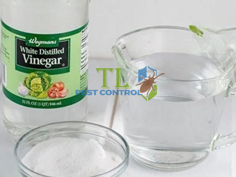 Diệt kiến bằng giấm trắng
