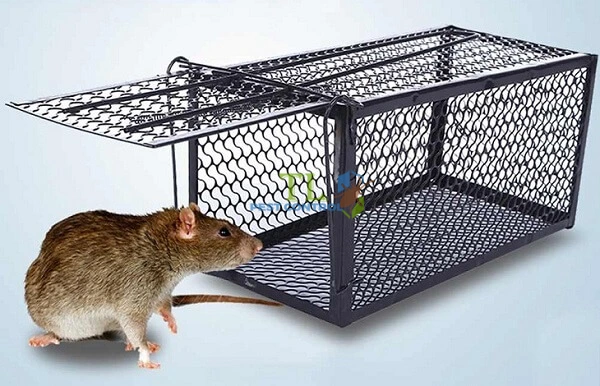 cách diệt chuột hiệu quả