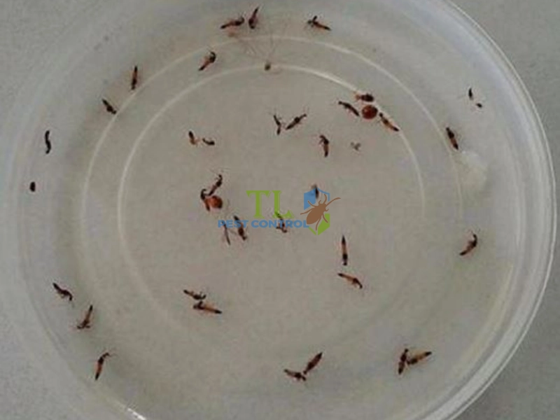 diệt kiến chung cư