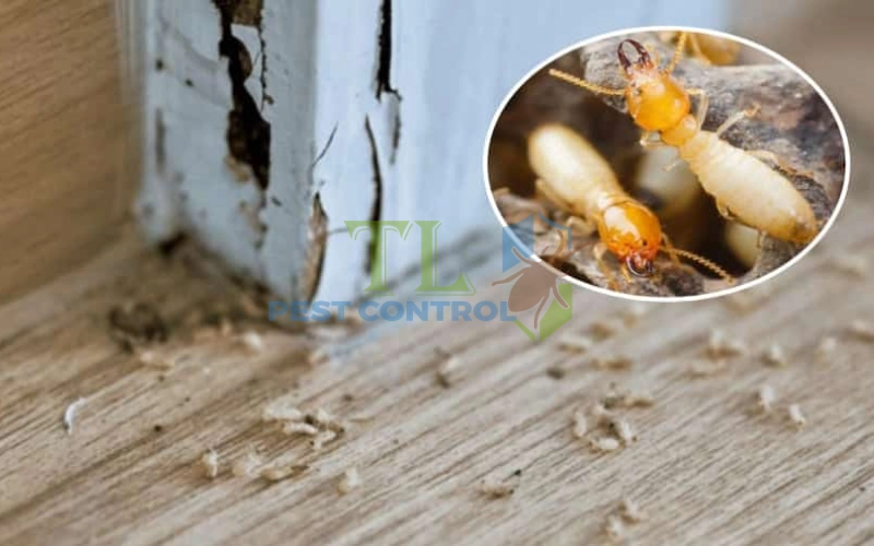 Dấu hiệu trong nhà có mối thợ hoạt động