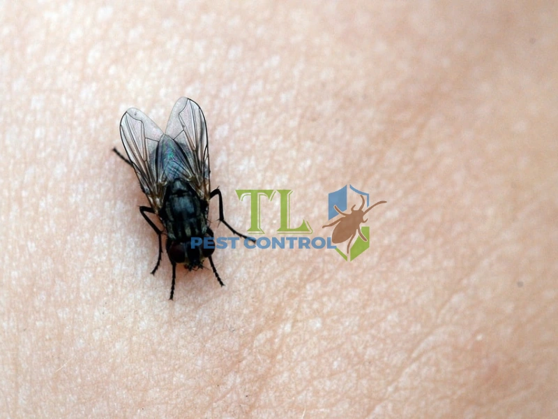 cách đuổi ruồi trong phòng ngủ cách đuổi ruồi trong phòng ngủ