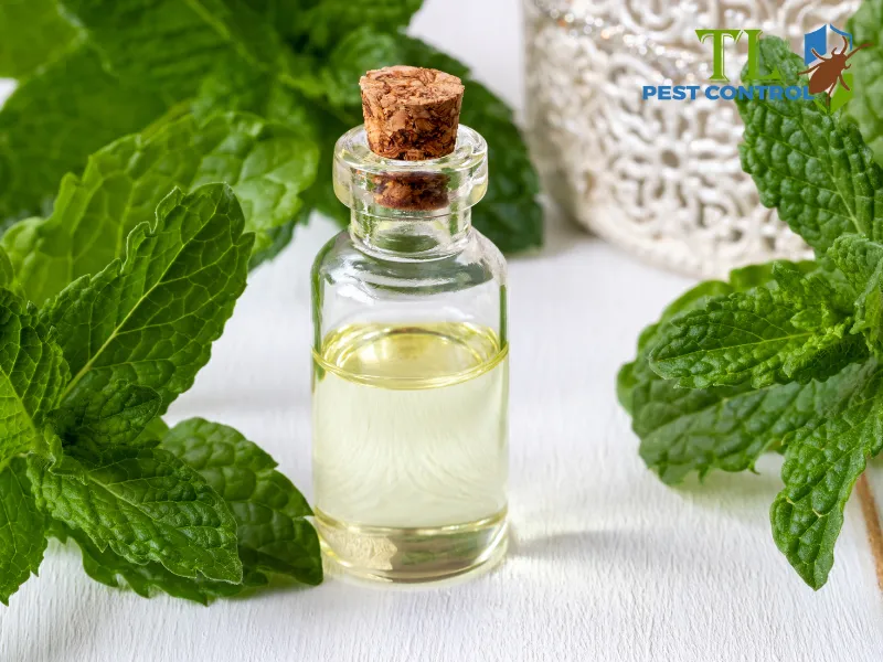 Mẹo đuổi muỗi bằng tinh dầu bạc hà