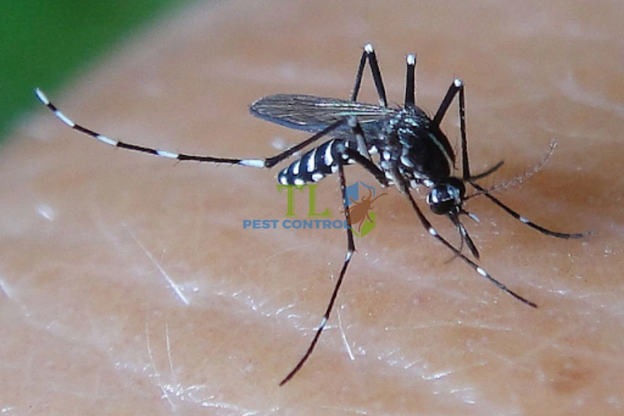 #Tìm Hiểu Về Các Loài Muỗi | Bao Nhiêu Loài | Tác Hại Ra Sao