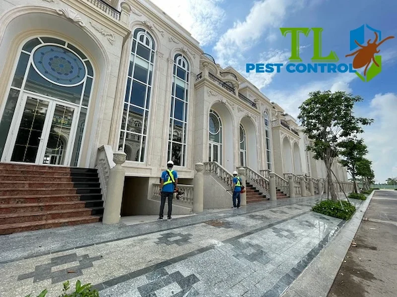 diệt mối quận 9 Phương pháp diệt mối an toàn và triệt để