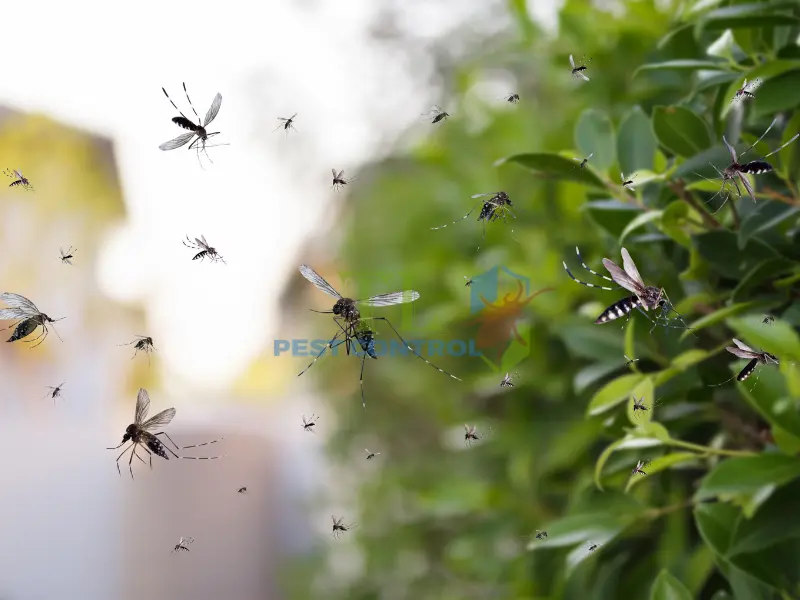 Các mẹo đơn giản không đủ hiệu quả khi số lượng muỗi quá nhiều, các biện pháp tự nhiên không kiểm soát được