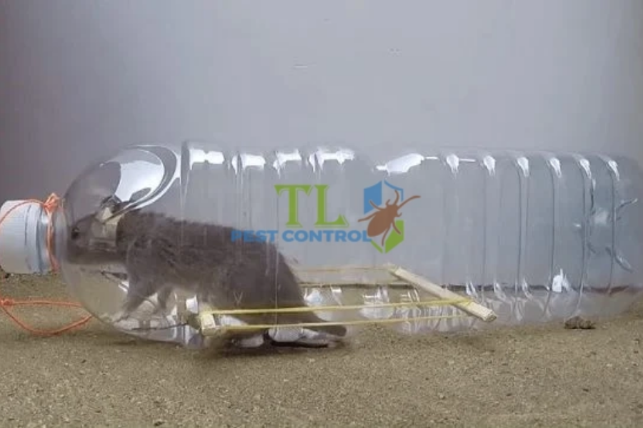 Diệt chuột bằng các phương pháp bẫy thủ công 
