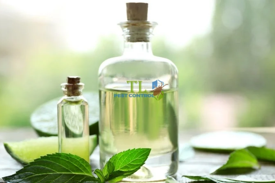 Tổng Hợp 15+ Cách Diệt Chuột Dân Gian Hiệu Quả, An Toàn Tại Nhà